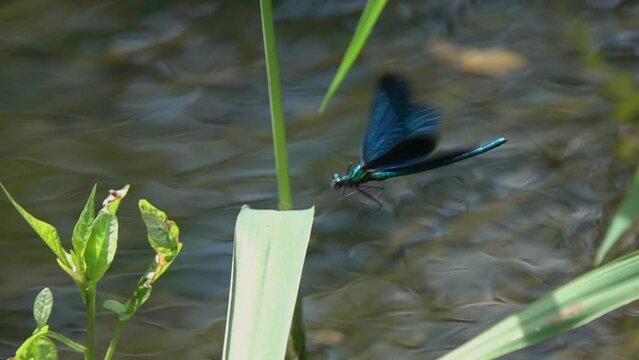 Dragonflys Beautiful Demoiselle (Calopteryx virgo). A male dragonfly flies up and sits on a green blade of grass. Slow motion video
