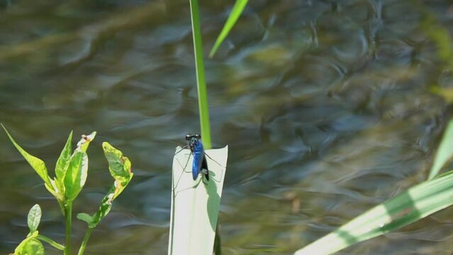 Dragonfly Beautiful Demoiselle (Calopteryx virgo). Male Dragonfly takes off from a green blade of grass. Slow motion video
