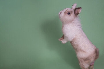 A cute rabbit stands on its hind legs on a green background. Empty space. 