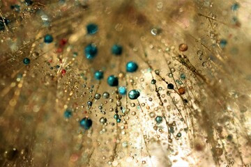 colorful dandelion seeds