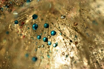 colorful dandelion seeds