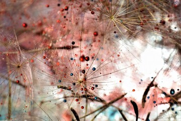 colorful dandelion seeds