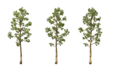 Obraz premium Tree with tall little leaves on transparent background