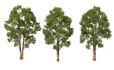 Obraz premium Tree with tall little leaves on transparent background