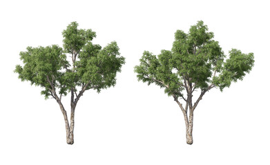 Tree with tall little leaves on transparent background