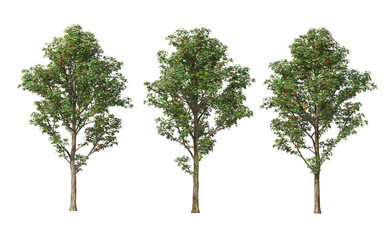 Obraz premium Tree with tall little leaves on transparent background