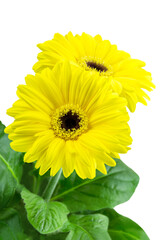 1 gelbe Gerbera und Hintergrund transparent PNG cut out