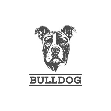 Purebred English Bulldog logo. bulldog security logo, bulldog emblem, bulldog angry, bulldog logo stock illustration. Bulldog Mascot Sport Logo in Vector Illustration