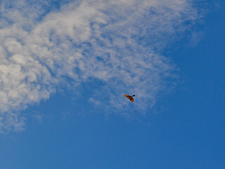 Bird known as Rufous-bellied Thrush gliding with open wings under a blue sky with white clouds.