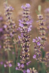 close up of lavender flowers