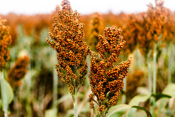 Ripe red and green sorghum plantation. Sorghum plantation in the cerrado showing the sky and seeds.