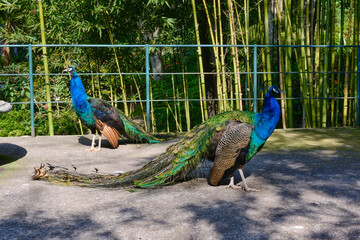 peacock in Monte Palace Tropical Garden, Funchal, Madeira