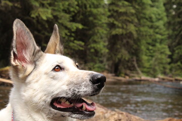 portrait of a dog