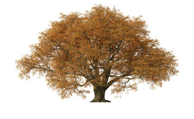 Tree with green and red leaves on transparent background
