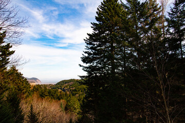 sunset in the forest