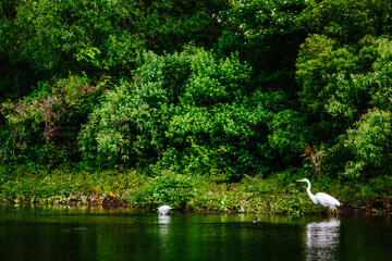 Fototapeta na wymiar white swan in the pond