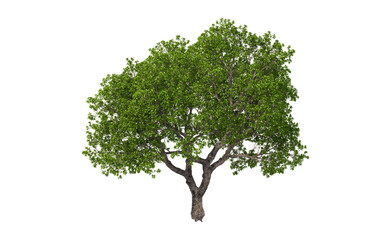 Big tree with green leaves on transparent background