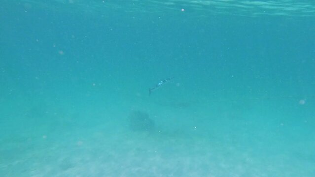 Kho Racha Island in Phuket Thailand teaming with reef fish of various colours the island located in Phuket is only 20 minutes from Chalong by speed boat