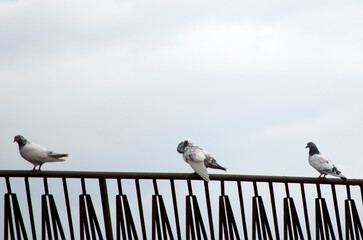 seagull on the pier
