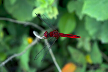 red dragonfly on a branch