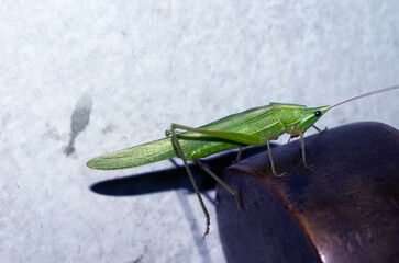 grasshopper on a branch
