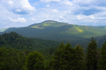 Fototapeta na wymiar Pine and fir tree forest in Apuseni Mountains, Padis, Bihor County Romania