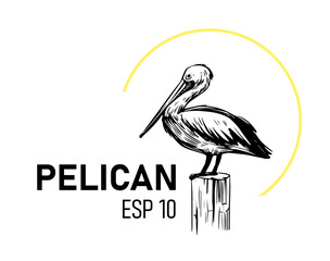 Pelican illustration. Vector sketch. Design for logo, print for t-shirt, labels