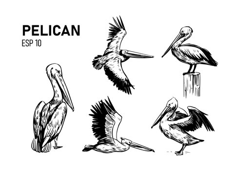 Pelican illustration. Vector sketch. Design for logo, print for t-shirt, labels