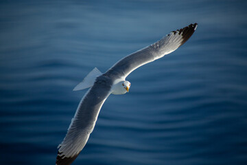 Seagull flying above the blue sea in Aegean sea, Greece.
