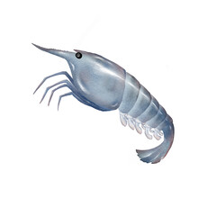 Prawn seafood handpainting