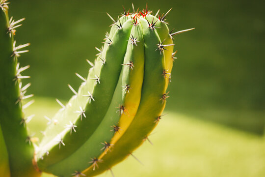Close-up of green cacti in a garden. Cactuses succulents with spines to defend themselves from herbivores. Cacti and succulent plants with space for text on natural background in sunlight Desert plant