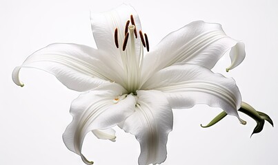  a white flower is in the middle of a white background with a brown stamen on the center of the flower and a brown stamen on the stamen of the stamen of the stamen of the stamen.  generative ai