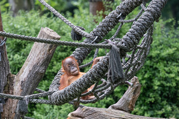 Orang-Utanbaby in eier Schaukel - Pongo Land, Leipziger Zoo