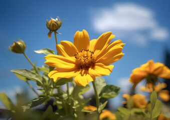 flowers under the sun