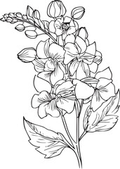 Delphinium flower drawing, delphinium tattoo black and white, pencil delphinium drawing, July Birth Flower Larkspur Drawing, minimalist July birth flower larkspur tattoo, larkspur July flower tattoo
