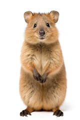 Obraz premium A friendly quokka standing on white background. Generative AI.