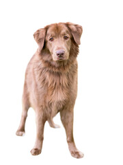 A furry brown Retriever mixed breed dog standing outdoors and looking at the camera