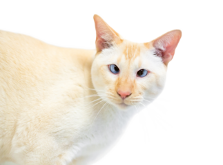 A Siamese cat with flame point markings and crossed eyes on a white background