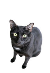 A black and white domestic shorthair cat looking up at the camera