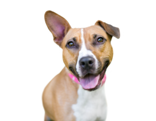 A happy mixed breed dog with one upright ear and one folded ear