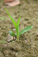 closeup the small green ripe corncob plant soil heap in the farm field with soil soft focus natural green brown background.