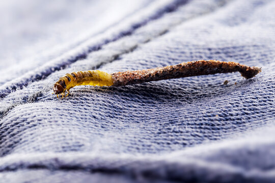 Wall moth larvae, or clothing moths, feed on fur, wool, dead skin fragments, hair and paper. Pierces stored and old clothes, need for detection