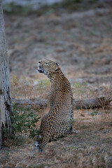 leopard at the tree