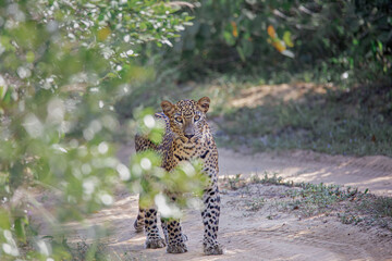 leopard boy behind tree