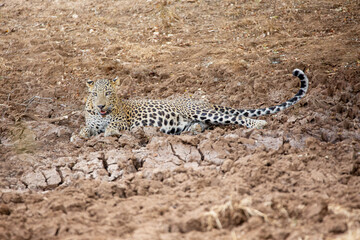 leopard on the ground