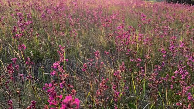 Flowers Viscaria vulgaris, sticky catcher, sticky campion. A field of blooming purple flowers