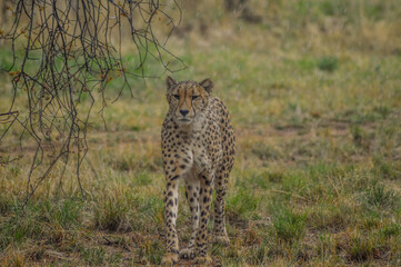 Naklejka na ściany i meble Cheetah - acinonyx jubatus portrait in wild savannah in rain