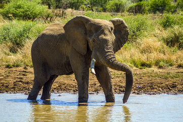 African elephant in Masai mara African safari