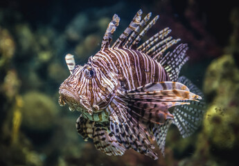 Red lionfish swimming in a large aquarium