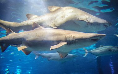 Fototapeta premium Sand tiger sharks in large aquarium